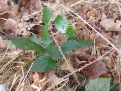 Rubus fruticosus