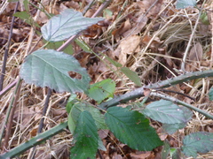 Rubus fruticosus