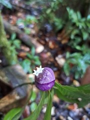 Palicourea apoda