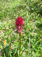 Gymnadenia