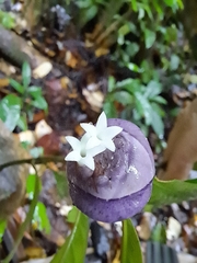 Palicourea apoda