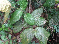 Eugenia bullata