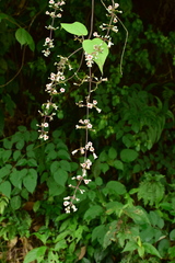Paederia foetida