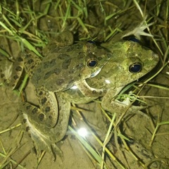 Euphlyctis cyanophlyctis