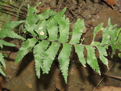 Hymenasplenium excisum