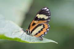 Placidina euryanassa