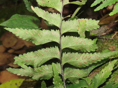 Hymenasplenium excisum