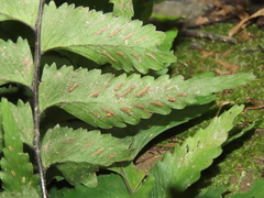 Hymenasplenium excisum