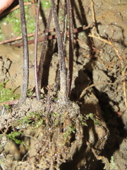 Hymenasplenium excisum