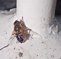 Eristalis similis