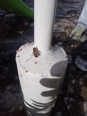 Eristalis similis