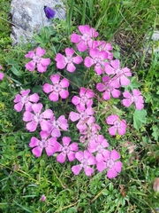 Dianthus alpinus