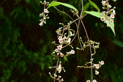 Paederia foetida
