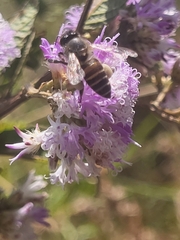 Apis cerana indica