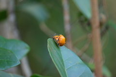 Podontia lutea