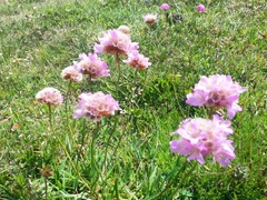 Armeria