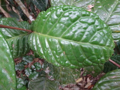 Eugenia bullata