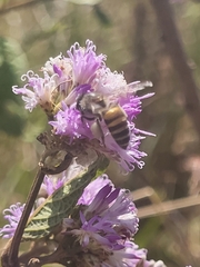 Apis cerana indica