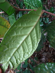 Eugenia bullata