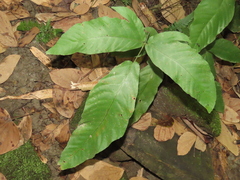 Tectaria polymorpha