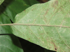Tectaria polymorpha
