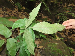 Tectaria polymorpha