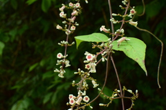 Paederia foetida