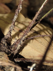 Tectaria polymorpha