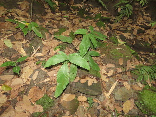 Tectaria polymorpha (Tectaria polymorpha)
