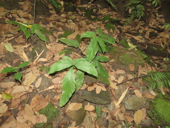 Tectaria polymorpha