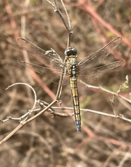 Orthetrum