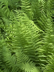 Amauropelta noveboracensis