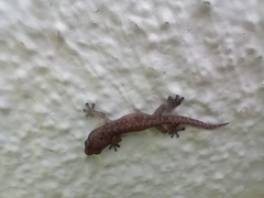 Afrogecko porphyreus