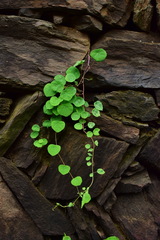 Stephania cephalantha