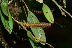 Lepanthopsis pristis