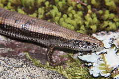 Tetradactylus seps