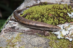 Tetradactylus seps