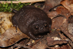 Breviceps fuscus