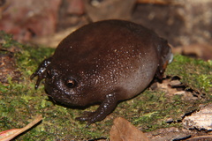 Breviceps fuscus