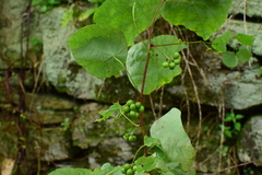 Stephania cephalantha