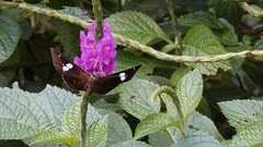 Celaenorrhinus putra