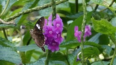 Celaenorrhinus putra