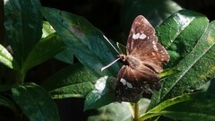 Celaenorrhinus putra