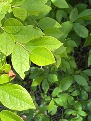 Vaccinium corymbosum