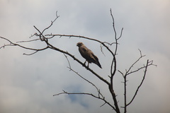 Buteo buteo vulpinus