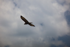 Buteo buteo vulpinus