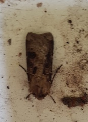Agrotis clavis