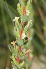Thymelaeaceae