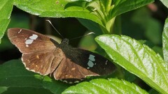 Celaenorrhinus putra