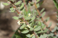 Thymelaeaceae